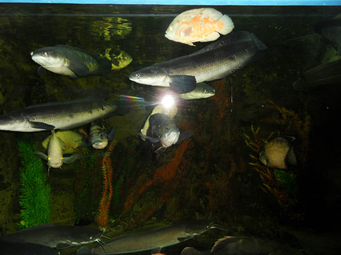 алуштинский аквариум